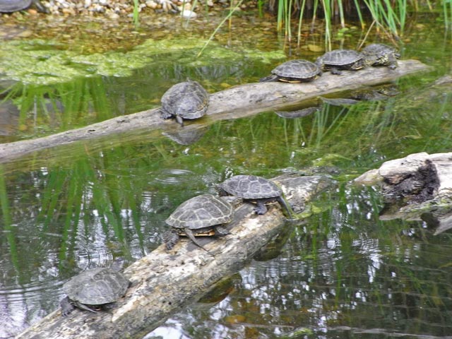 Sumpfschildkröten auf der Schlossinsel