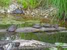 Sumpfschildkröten auf der Schlossinsel