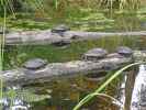 Sumpfschildkröten auf der Schlossinsel