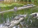 Sumpfschildkröten auf der Schlossinsel