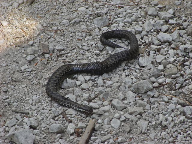 zwischen Val Padeón und Ru Felizón (31. Aug.)