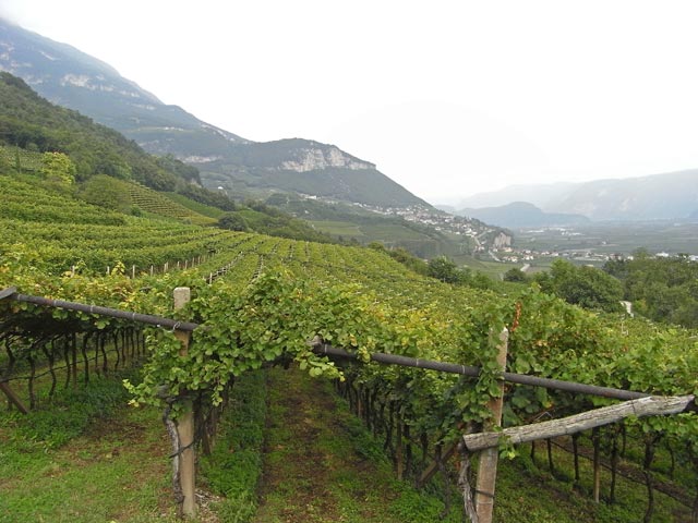 Weing&auml;rten oberhalb von Margreid an der Weinstra&szlig;e