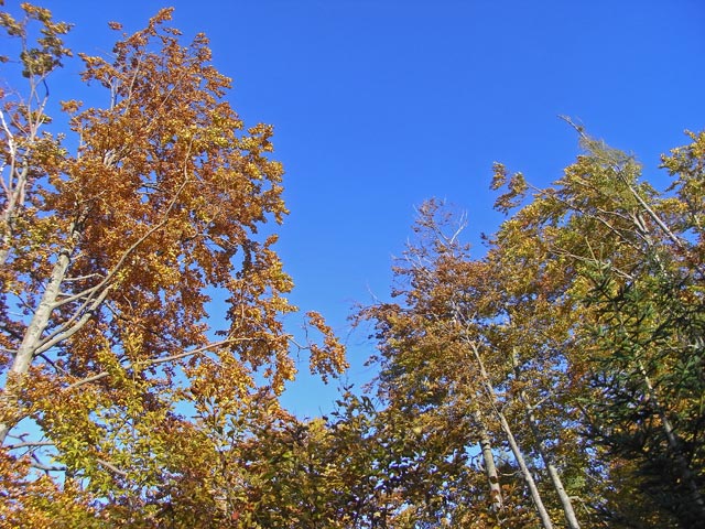 zwischen Türnitzer Hütte und Stadelbergkamm