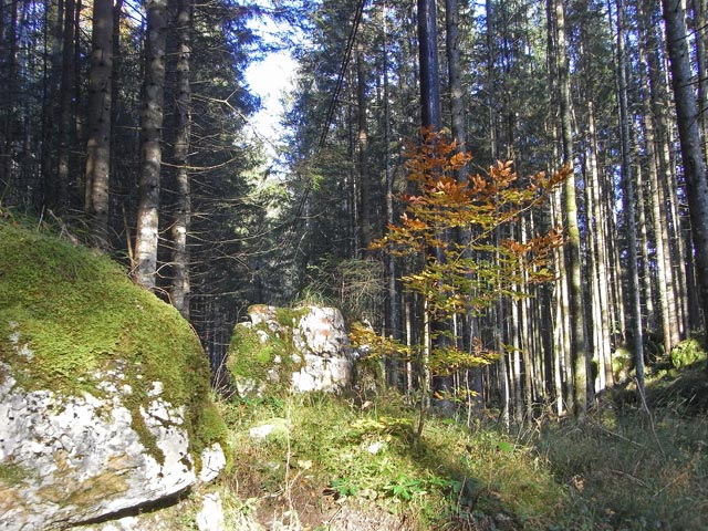 Weg 646 zwischen Weißenbachgraben und Gstatterboden (19. Okt.)