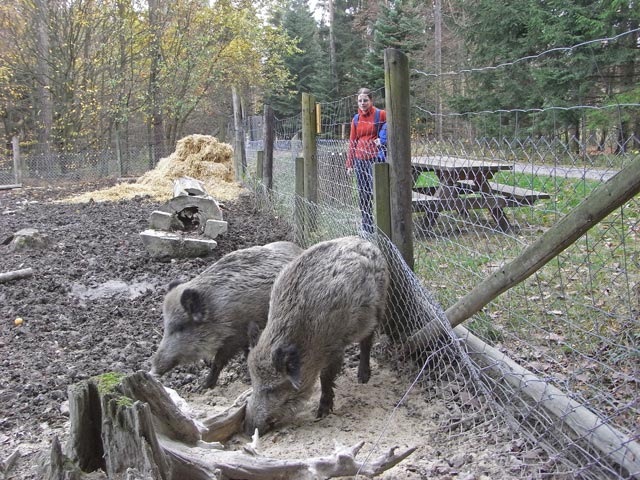Daniela bei den Wildschweinen