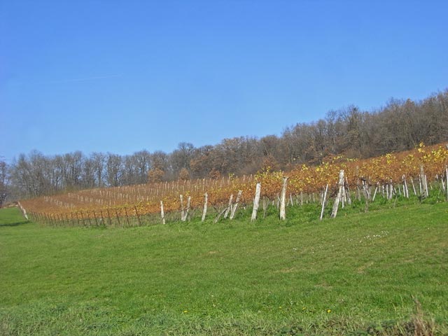 zwischen Grub an der March und L&uuml;sse