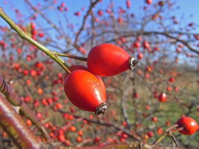 zwischen D&uuml;rnkrut und Mautradlkreuz