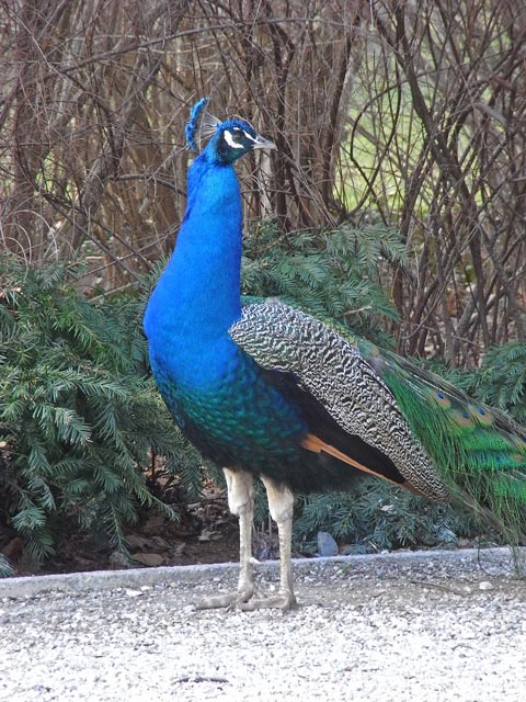 Schlo&szlig; Eggenberg (15. M&auml;rz)