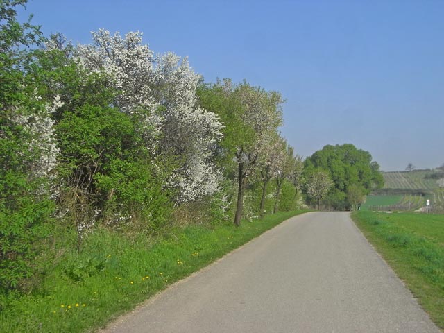 zwischen Neusiedl am See und Jois