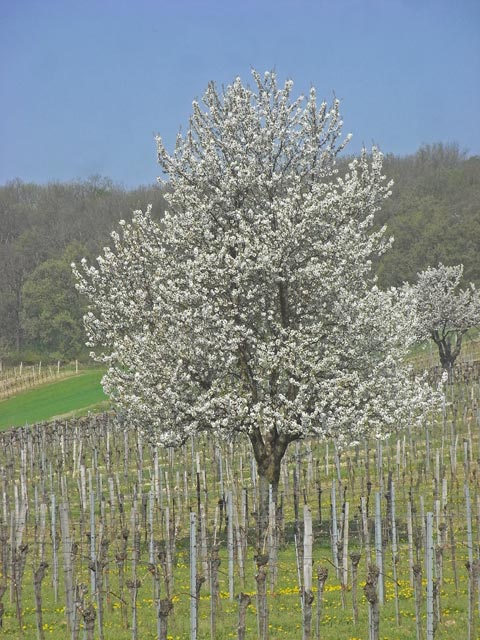 zwischen Hubertuskapelle und Seeblick-Siedlung