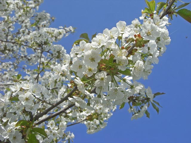 zwischen Breitenbrunn und Tenauriegel