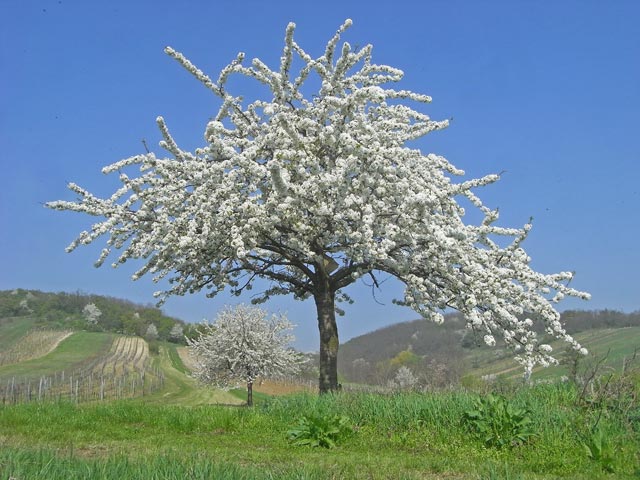 zwischen Waldsiedlung und Goldberg