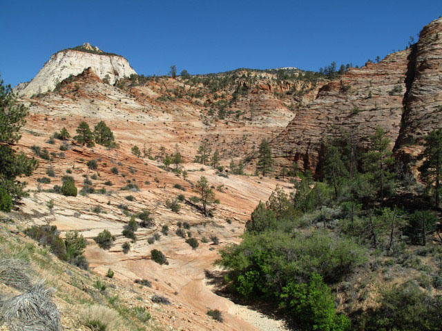 neben dem Zion - Mount Carmel Highway im Zion National Park (6. Mai)