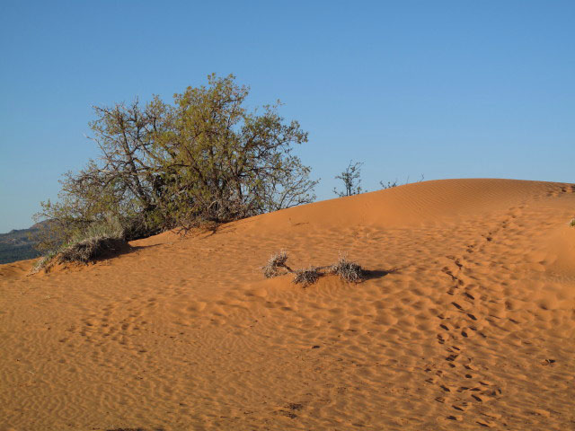 Coral Pink Sand Dunes State Park (7. Mai)