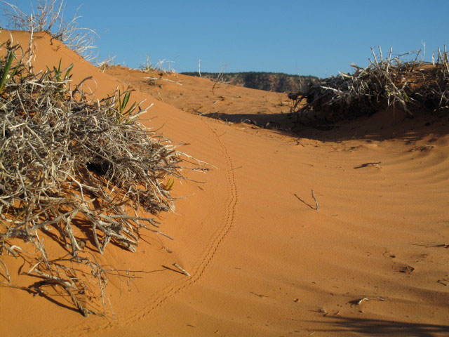 Coral Pink Sand Dunes State Park (7. Mai)