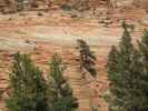 neben dem Zion - Mount Carmel Highway im Zion National Park (6. Mai)