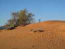 Coral Pink Sand Dunes State Park (7. Mai)