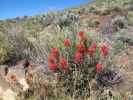 neben dem Toroweap Overlook Jeep Trail im Grand Canyon National Park (8. Mai)