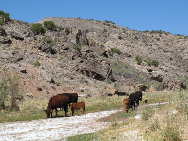 neben dem Cathedral Valley Jeep Trail im Capitol Reef National Park (14. Mai)