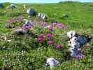 neben Weg 401 zwischen Lurgbauerhütte und Karlalm