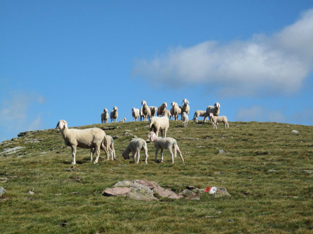 Sarner Scharte, 2.460 m (12. Juni)