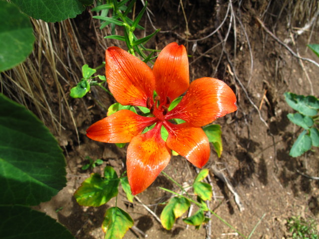 neben Weg 26 zwischen Daunëi und Col da la Pelda (5. Juli)