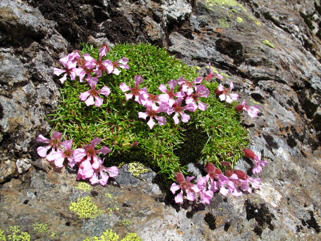zwischen Kleinem Hochkreuz und Glenkt&ouml;rl (31. Aug.)