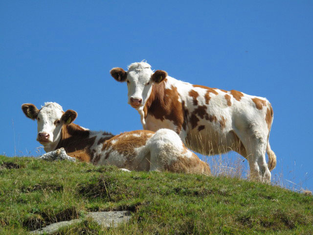 neben dem Heinrich-Hecht-Weg zwischen Mäuerle und Salzkofelhütte (1. Sept.)