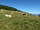 Premersdorfer Alm, 1.839 m (1. Sept.)