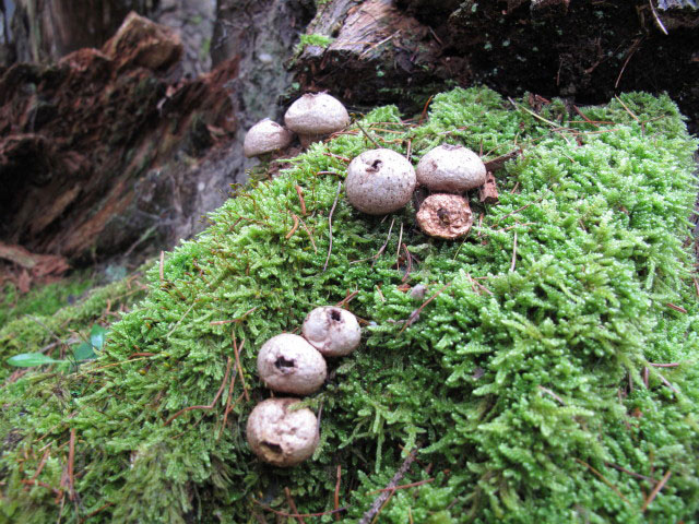 zwischen Reisser und R&ouml;rl