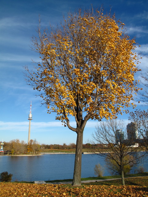 zwischen Brigittenauer Br&uuml;cke und Reichsbr&uuml;cke