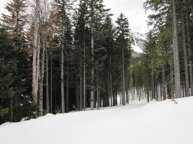 zwischen Seebergsattel und Seewiesen