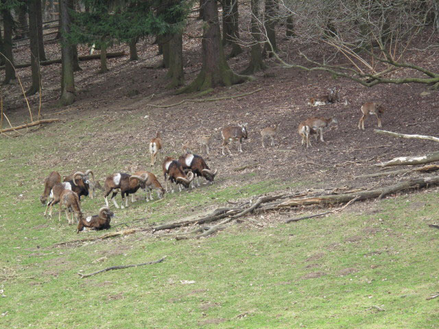 Galerie der Wildtiere