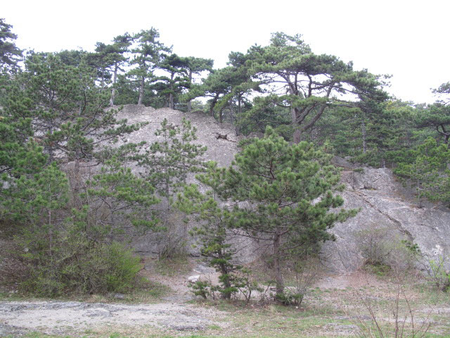 zwischen Breiter F&ouml;hre und M&ouml;dling