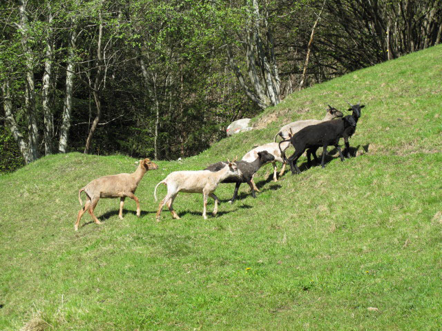 Weg 7 zwischen Ahnersäge und Durralm (22. Mai)