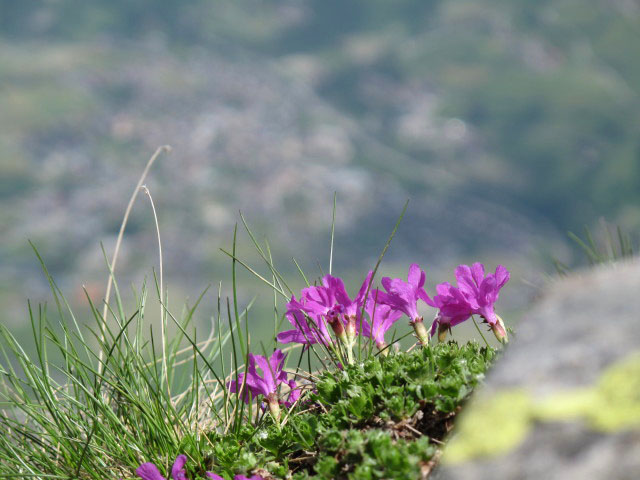 zwischen Zunigsee und Kleinem Zunig (11. Juni)