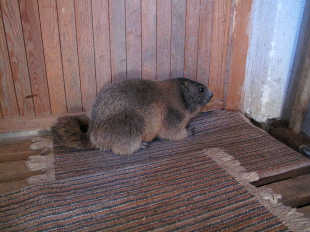 Zupalseeh&uuml;tte, 2.346 m (12. Juni)