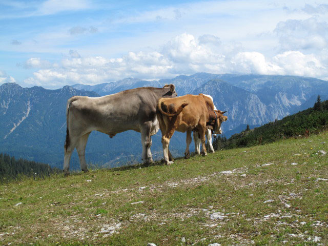zwischen Heli-Kraft-Klettersteig und Bergstation der 4er Sesselbahn Hochkar-Vorgipfel