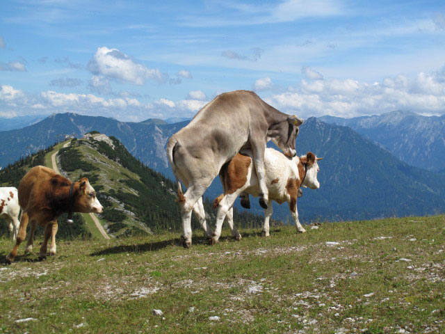 zwischen Heli-Kraft-Klettersteig und Bergstation der 4er Sesselbahn Hochkar-Vorgipfel