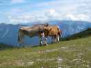 zwischen Heli-Kraft-Klettersteig und Bergstation der 4er Sesselbahn Hochkar-Vorgipfel