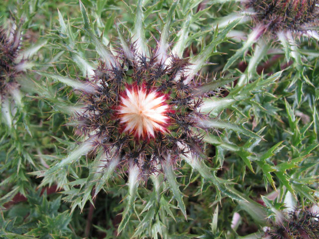 zwischen Hochh&auml;drich und Falken (4. Sep.)