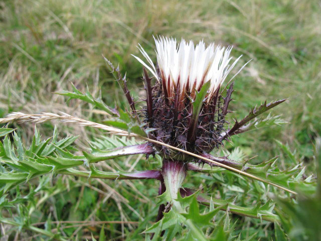 zwischen Hochh&auml;drich und Falken (4. Sep.)