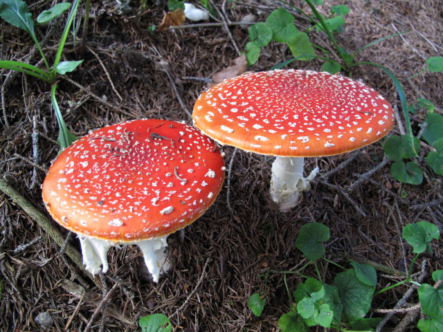 zwischen Rohneh&ouml;he und Hohenfluhalpkopf (4. Sep.)