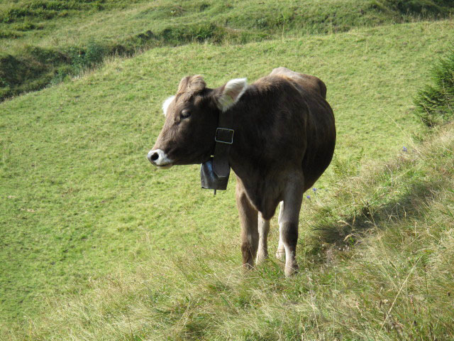 zwischen Rindalphorn und G&uuml;ndlesscharte (5. Sep.)