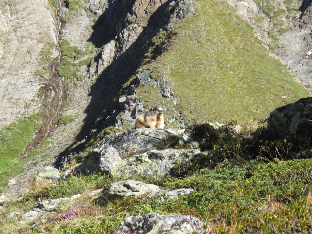 zwischen Burgumer Alm und Sterzinger H&uuml;tte (11. Sep.)