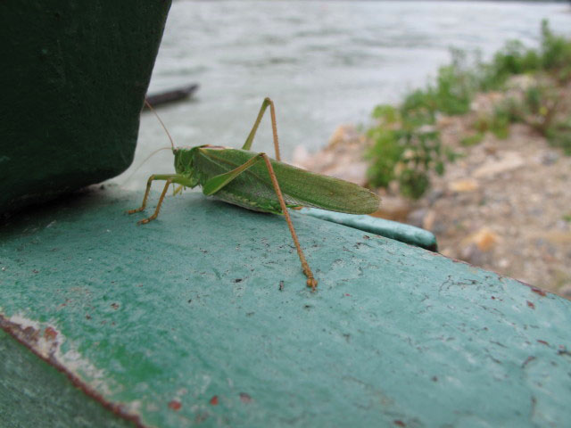 Rollf&auml;hre Wei&szlig;enkirchen - St. Lorenz