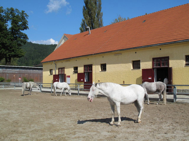 Gestütsinnenhof