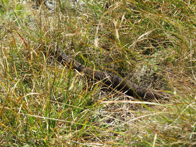 zwischen Hohem B&ouml;sring und Rendlen (21. Sep.)