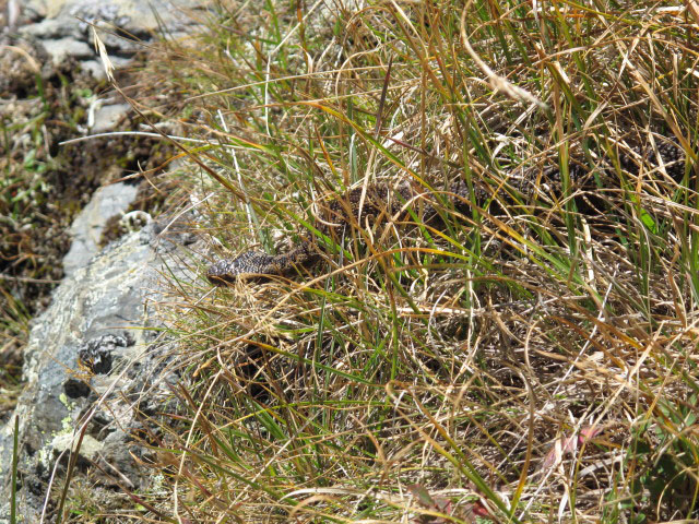 zwischen Hohem B&ouml;sring und Rendlen (21. Sep.)