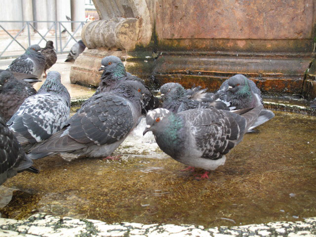 bei der Basilica di San Marco